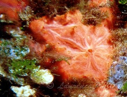 Eponge Crambe crambe.JPG